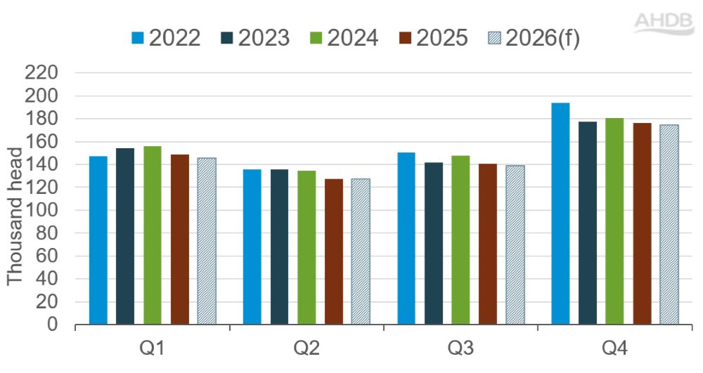 Bar chart showing actual and forecast UK cow slaughter